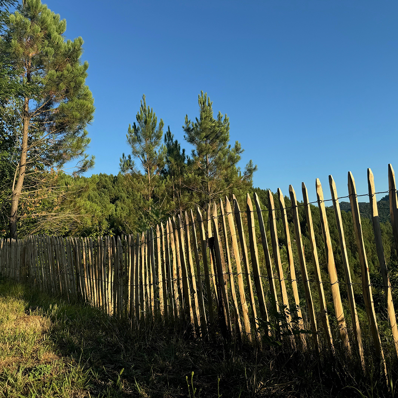 Ganivelle Châtaignier